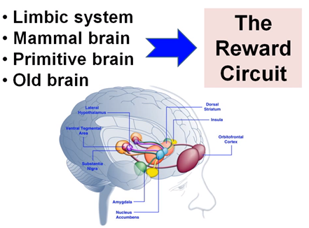 1. Limbic System