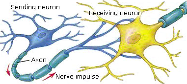 6. Cells