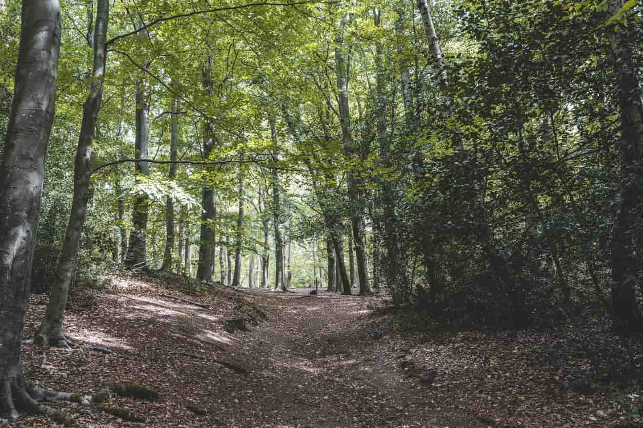 Crowded forest trees with sunlight spots on the ground