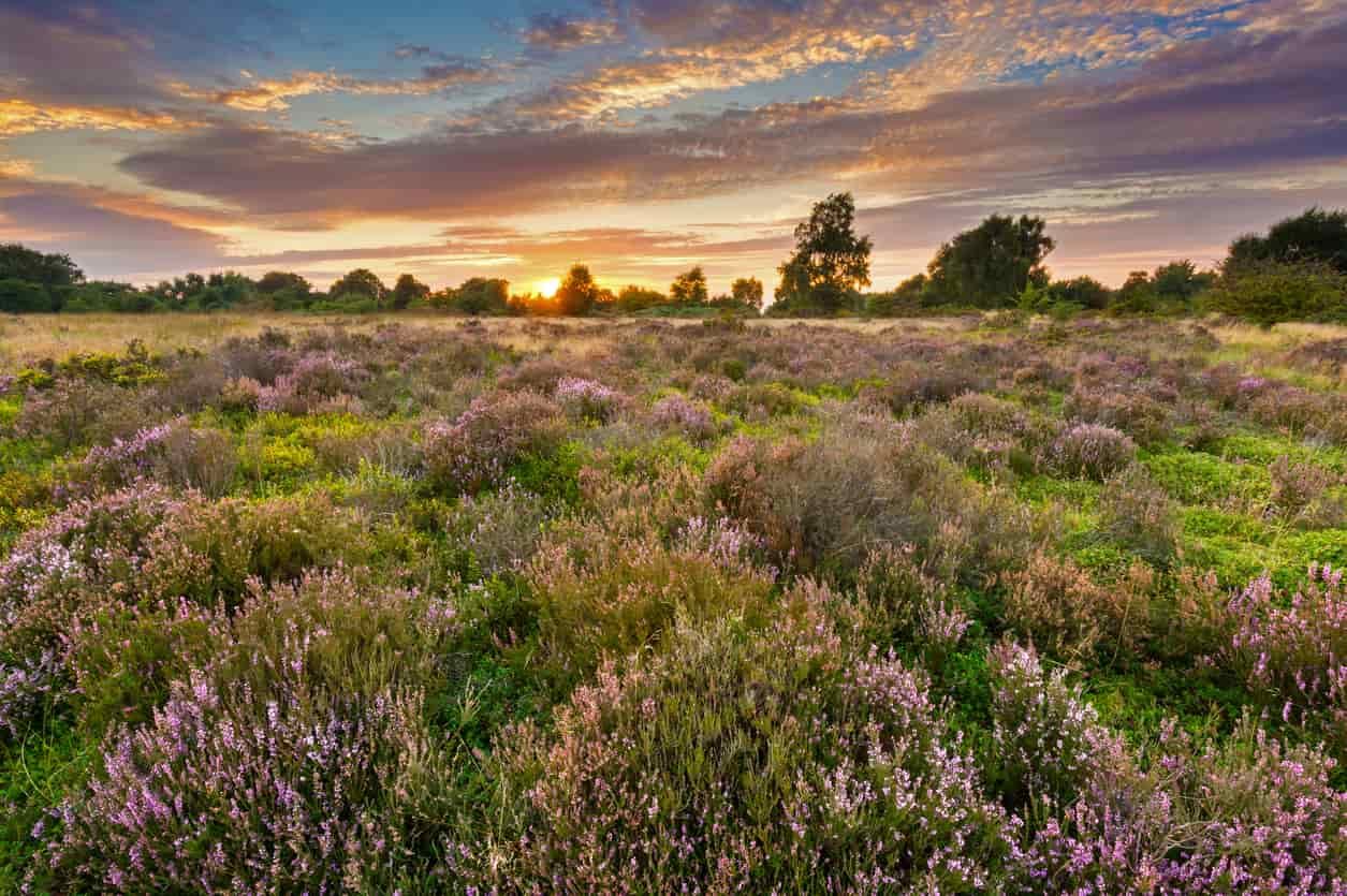 Lavender fields with sun setting in distance