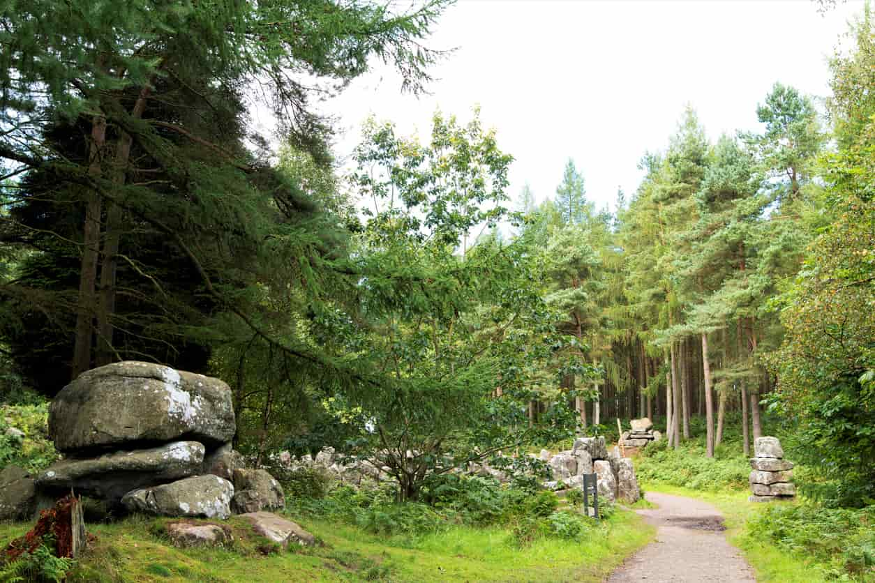 Forest track with stones stacked to the sides