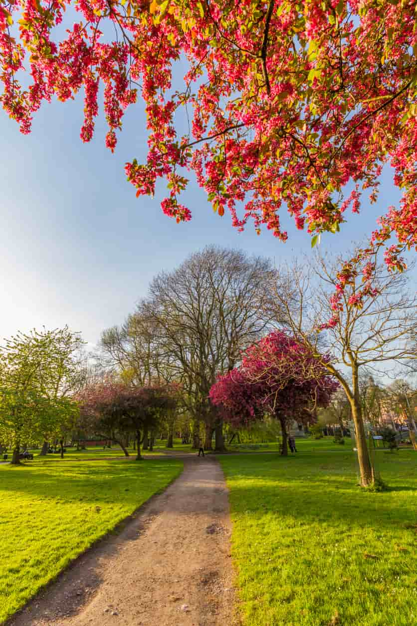 Pristine dirt path lined with immaculate grass pepper with pink blossom trees