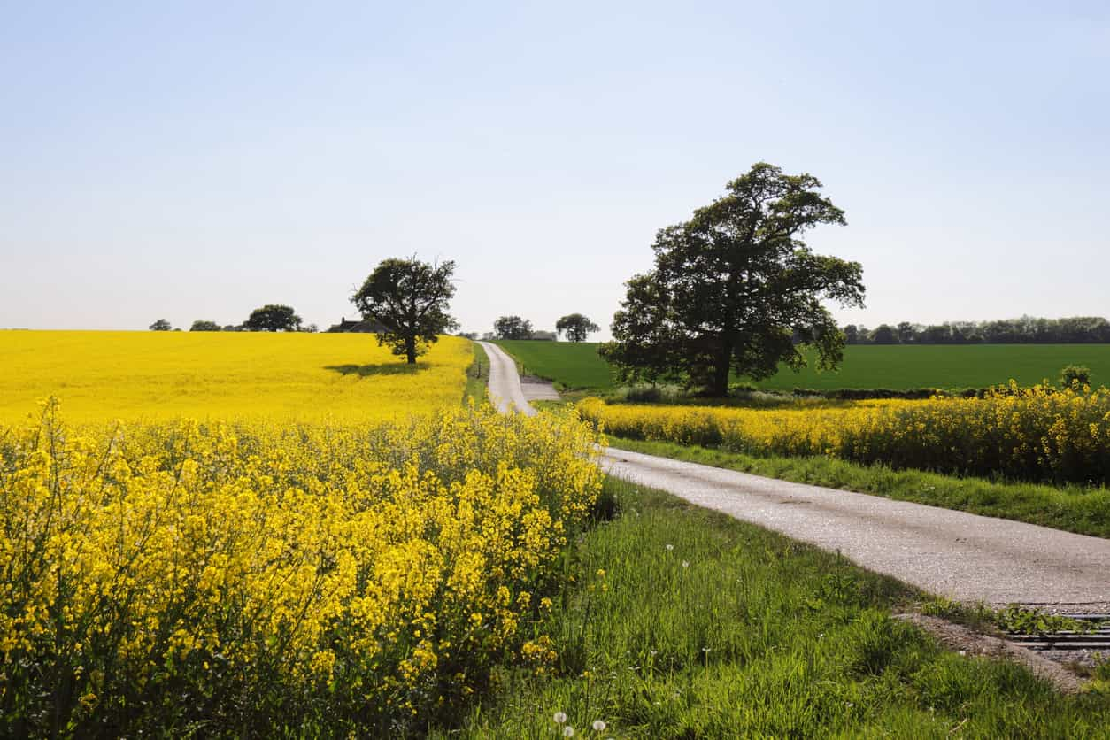 Rural road with rapeseed fields on either side