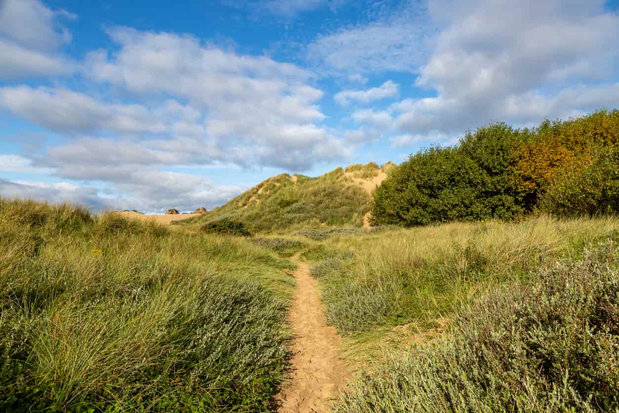 Sand dunes and greenery